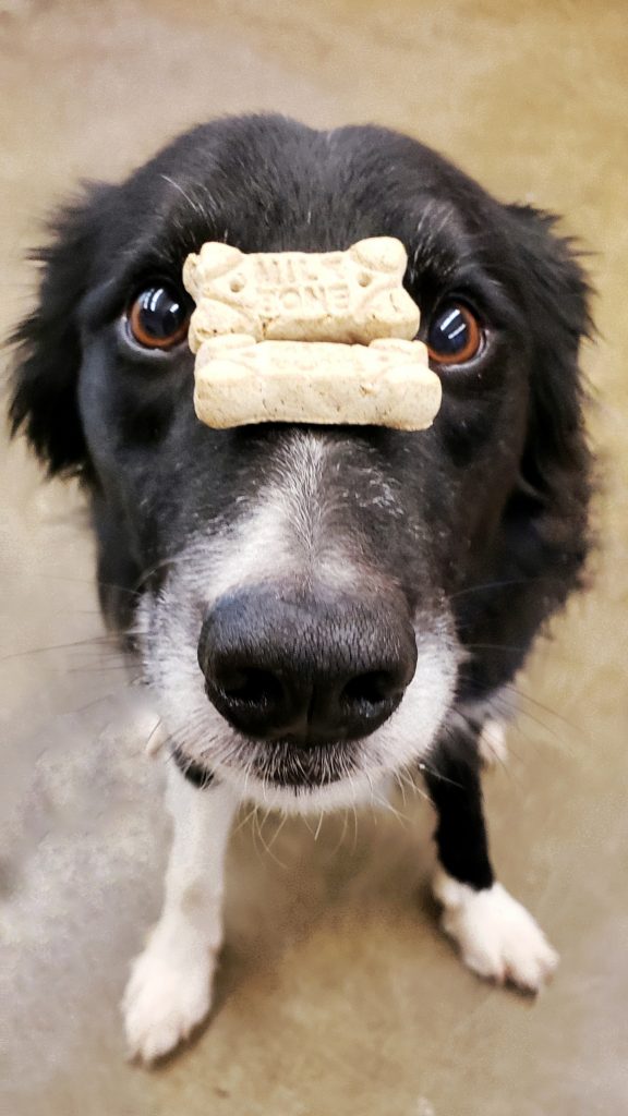 High Value Treats? Positive Dog Training